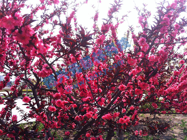 �c���鿴Ԕ����Ϣ���}������ ��x�Δ���2237