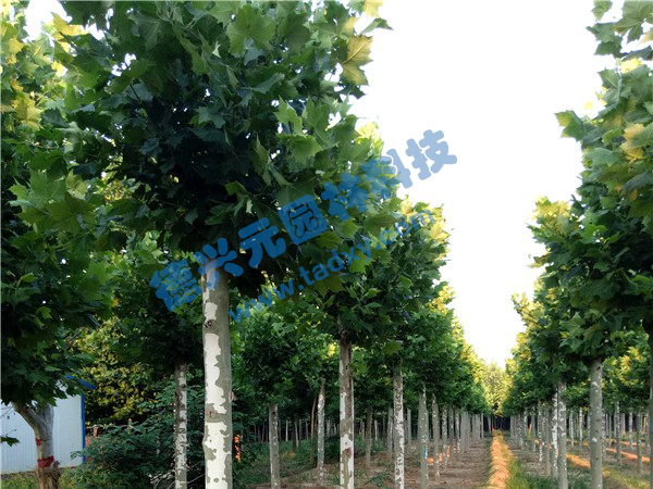 �c���鿴Ԕ����Ϣ���}����ͩ ��x�Δ���2306