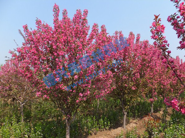 �c���鿴Ԕ����Ϣ���}������ ��x�Δ���2310