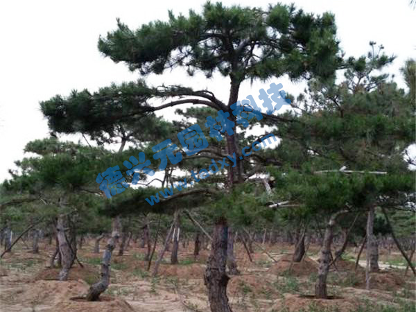 �c���鿴Ԕ����Ϣ���}������ ��x�Δ���2377