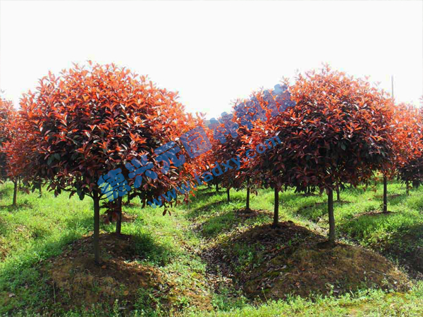 �c���鿴Ԕ����Ϣ���}���t�~ʯ骘� ��x�Δ���2610