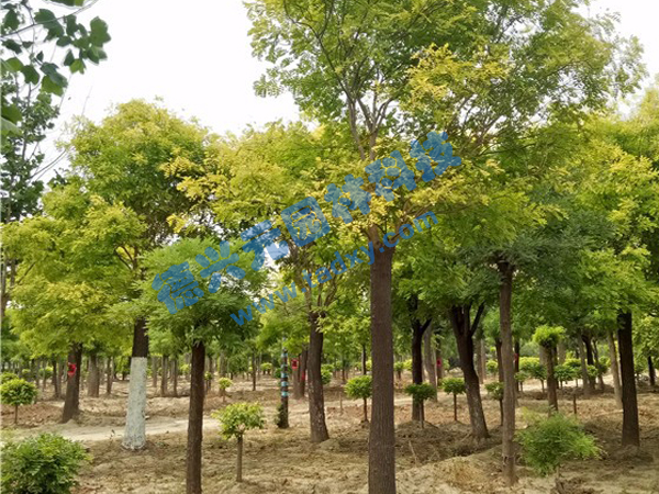 �c���鿴Ԕ����Ϣ���}�����~�� ��x�Δ���2239