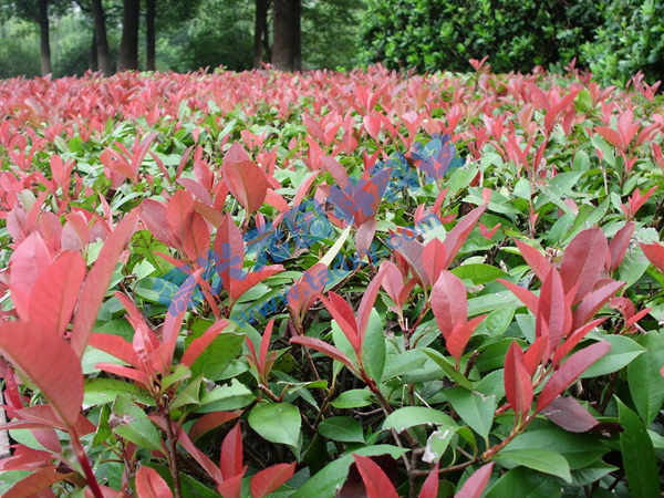 �c���鿴Ԕ����Ϣ���}���t�~ʯ� ��x�Δ���2365