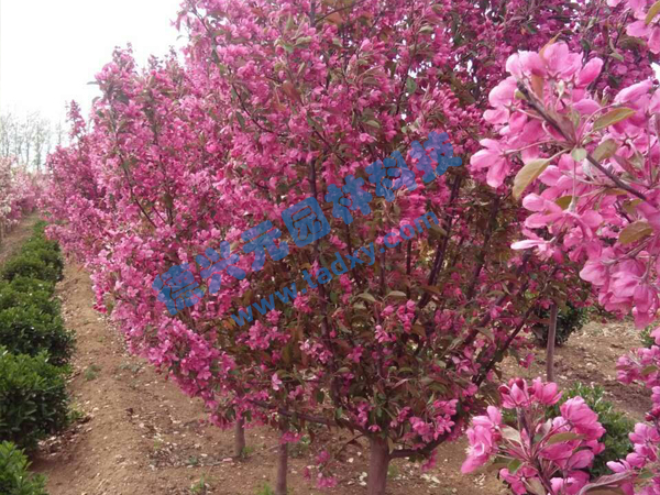 �c���鿴Ԕ����Ϣ���}���k������ ��x�Δ���2157