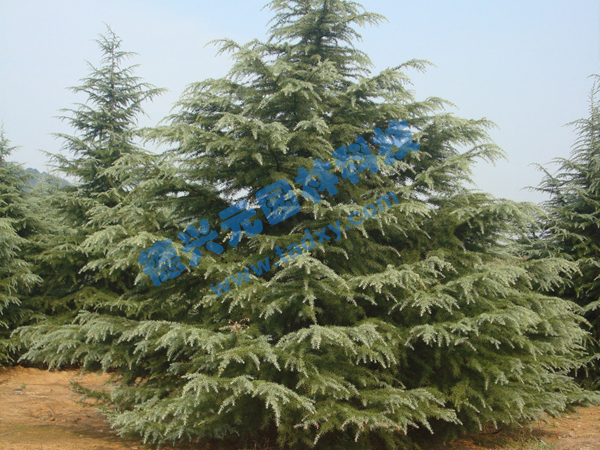 �c���鿴Ԕ����Ϣ���}��ѩ�� ��x�Δ���1873