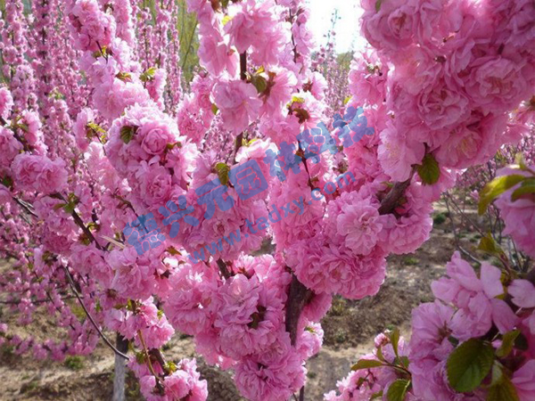 �c���鿴Ԕ����Ϣ���}���ѻ� ��x�Δ���1919