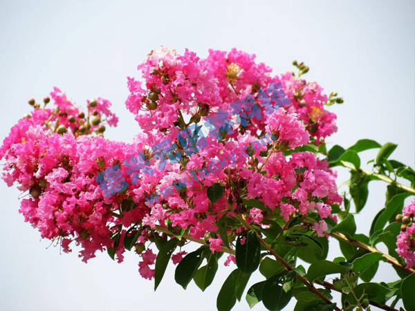 �c���鿴Ԕ����Ϣ���}����ޱ ��x�Δ���1867